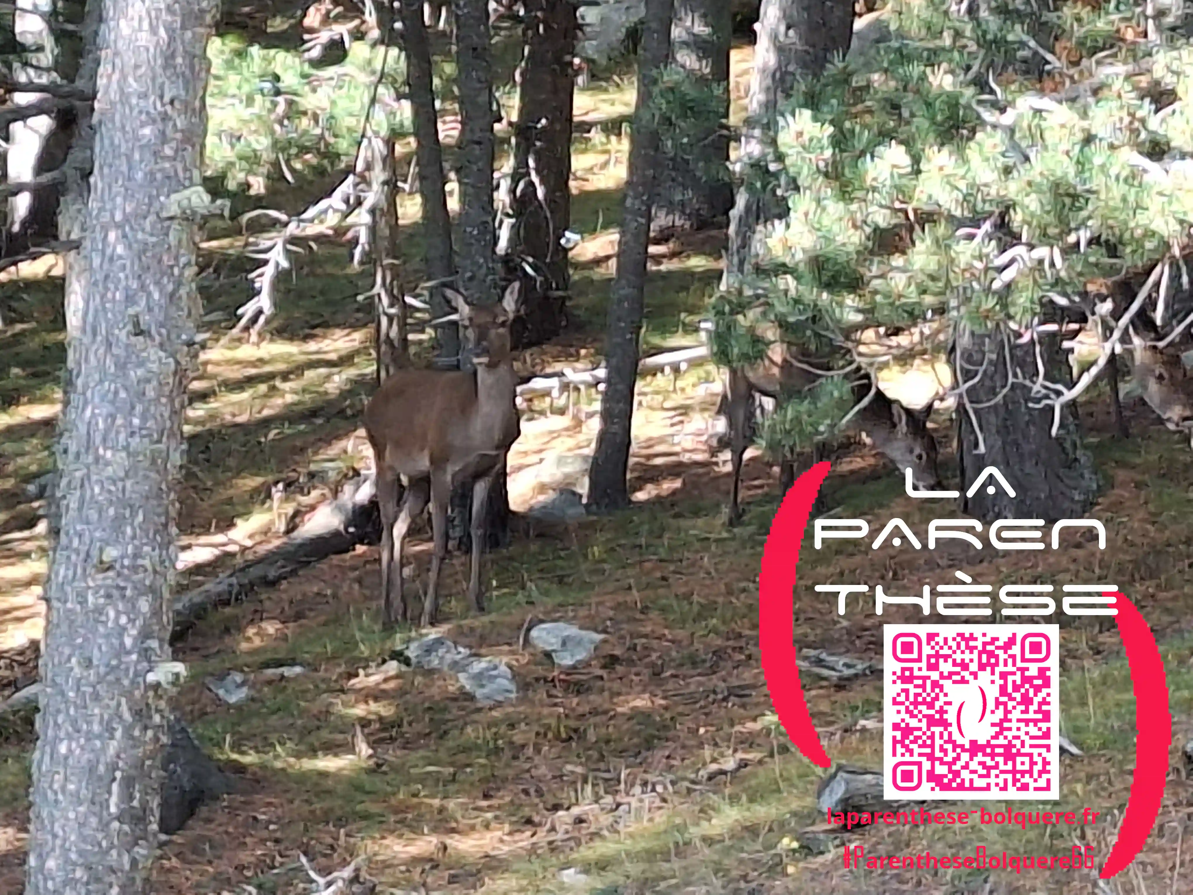 Photo de biche depuis La Parenthese