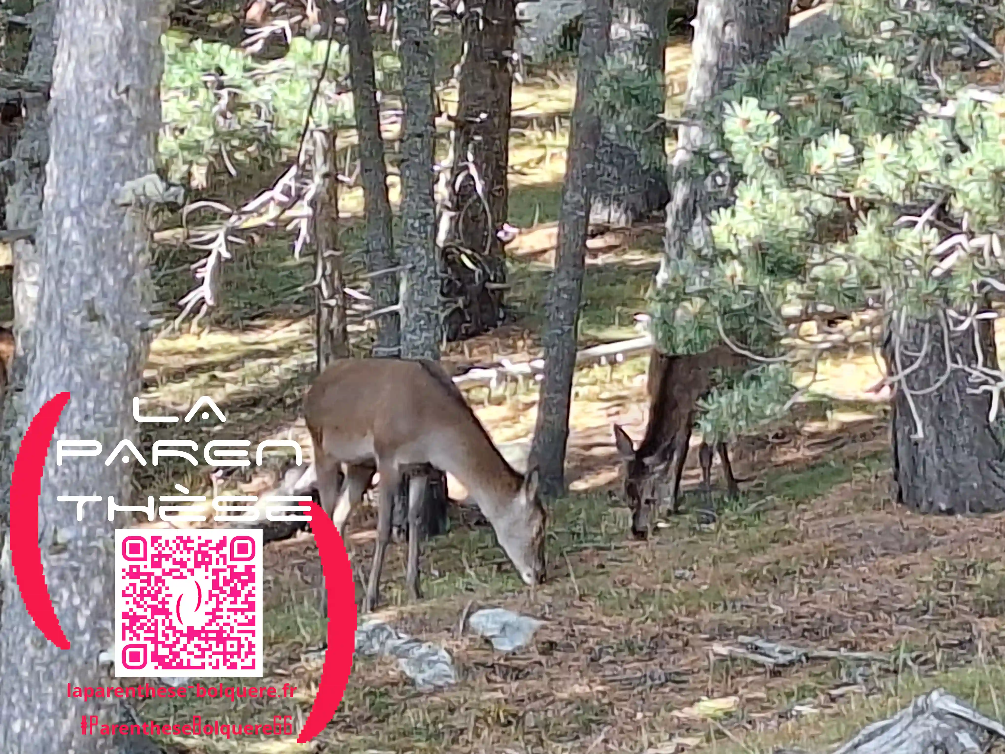 Des biches vues depuis les fenêtres de La Parenthese